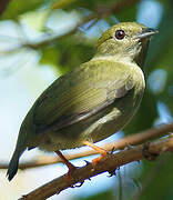 White-bearded Manakin