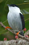 White-bearded Manakin