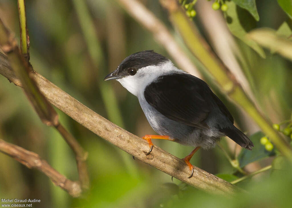 White-bearded Manakin male adult, identification