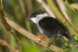 White-bearded Manakin