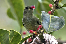 White-bearded Manakin