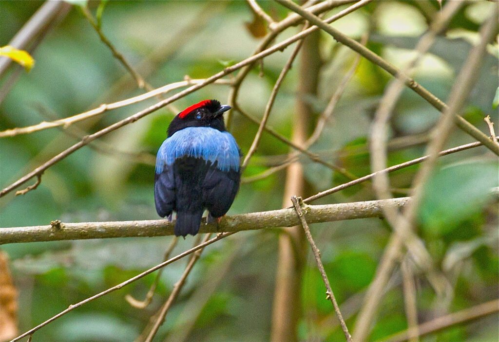 Blue-backed Manakin male adult