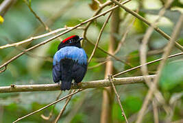 Blue-backed Manakin