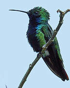 Black-throated Mango