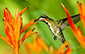 Black-throated Mango