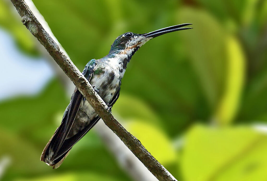 Black-throated Mango