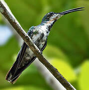 Black-throated Mango