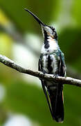 Black-throated Mango