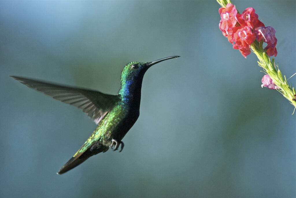 Black-throated Mango, identification