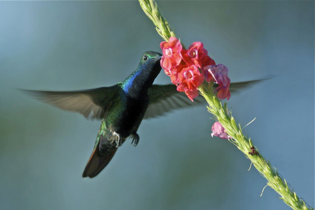 Black-throated Mango