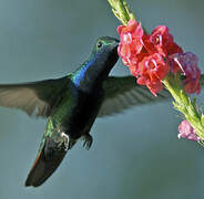 Black-throated Mango