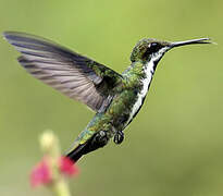 Black-throated Mango