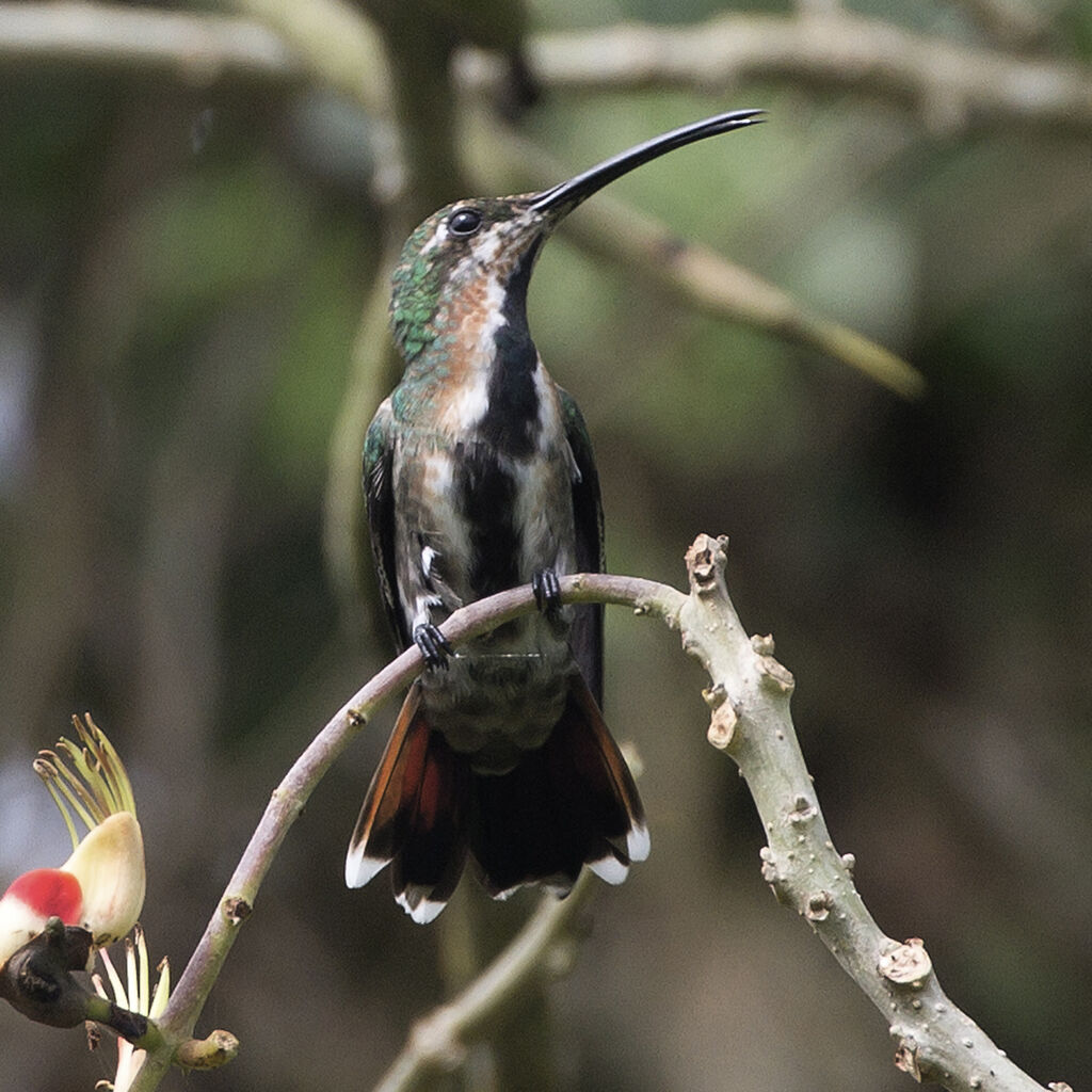 Mango à cravate noire femelle immature