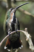 Black-throated Mango