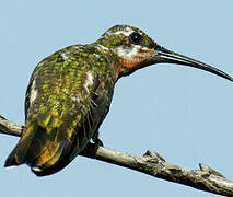 Green-throated Mango