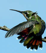 Green-throated Mango