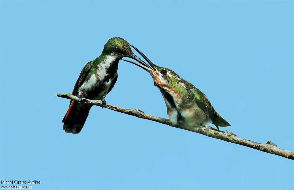 Green-throated Mango, eats, Behaviour