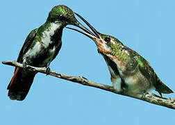 Green-throated Mango