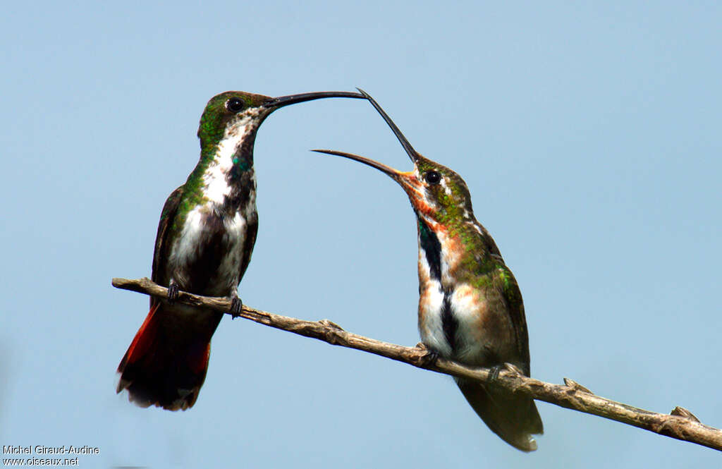 Green-throated Mango female adult, identification