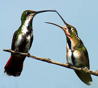 Green-throated Mango