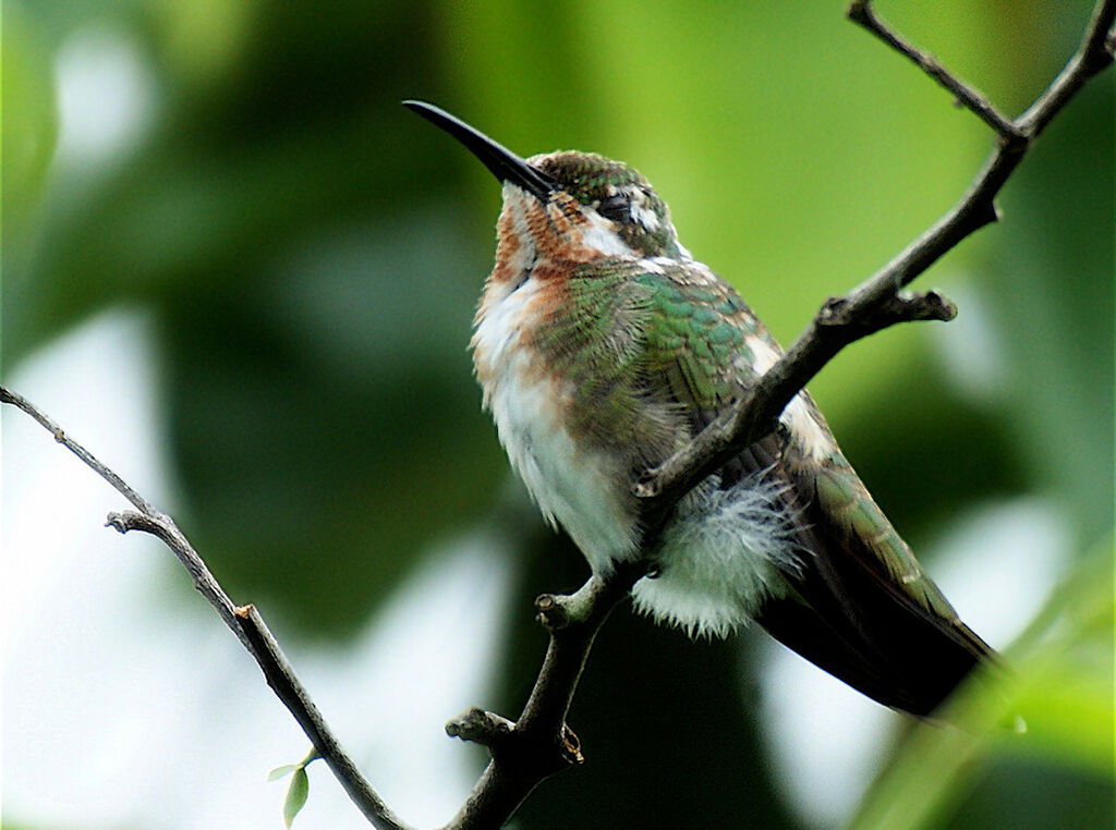 Green-throated Mango female juvenile