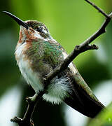 Green-throated Mango