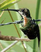 Green-throated Mango