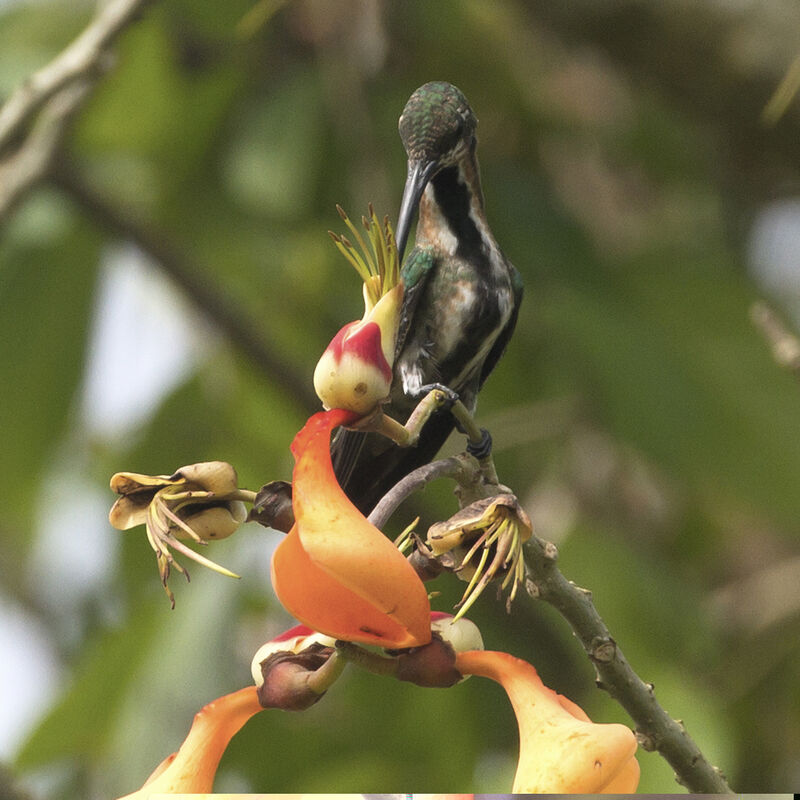 Green-throated Mango female immature