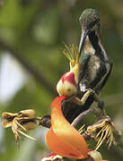 Green-throated Mango