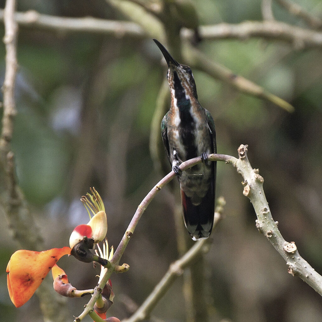 Green-throated Mango female immature