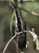 Green-throated Mango