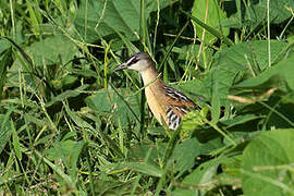 Yellow-breasted Crake