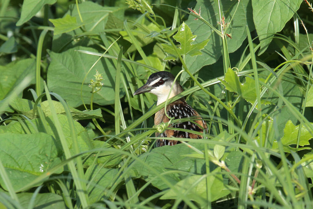 Yellow-breasted Crakeadult