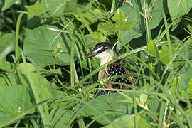 Yellow-breasted Crake