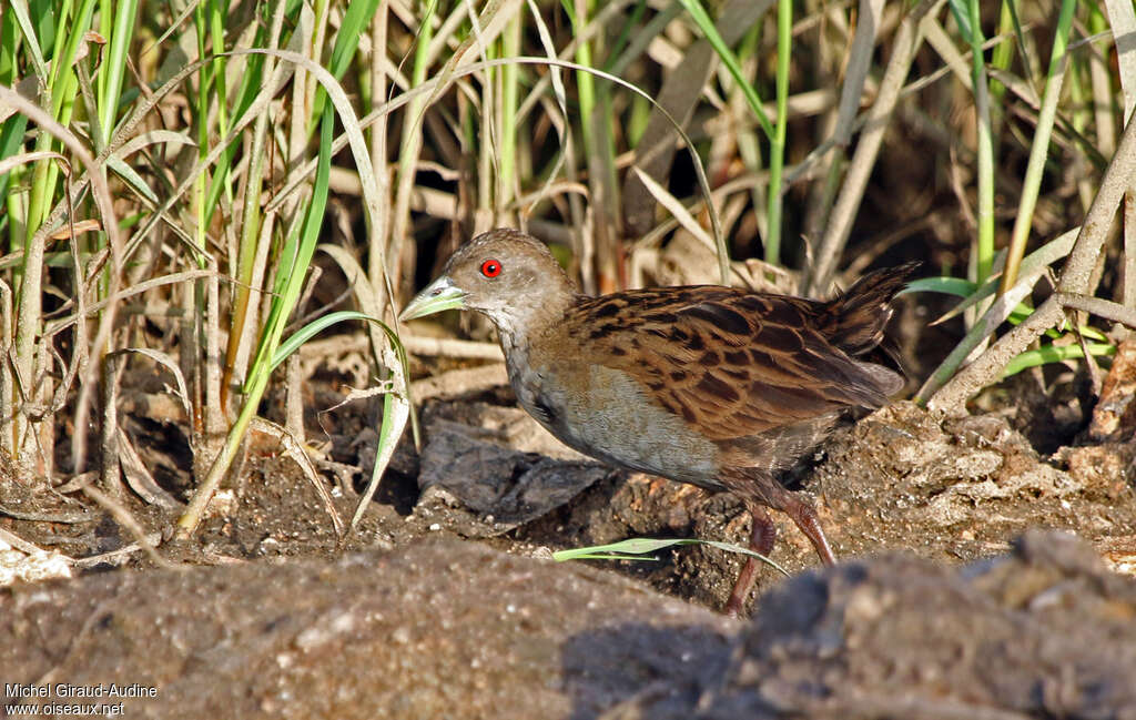 Ash-throated Crakeadult, identification