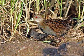 Ash-throated Crake