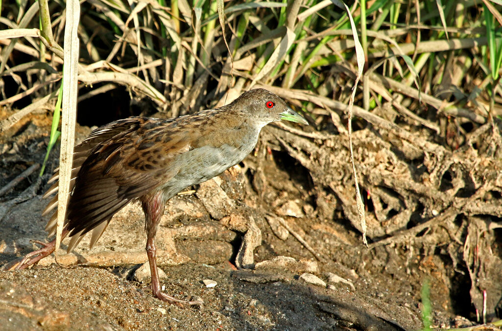 Ash-throated Crake