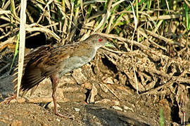 Ash-throated Crake