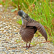 Ash-throated Crake