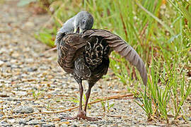 Ash-throated Crake