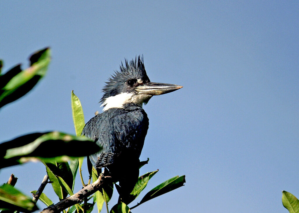 Ringed Kingfisher