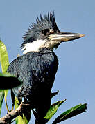 Ringed Kingfisher