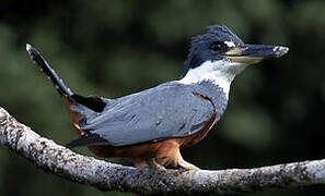 Ringed Kingfisher