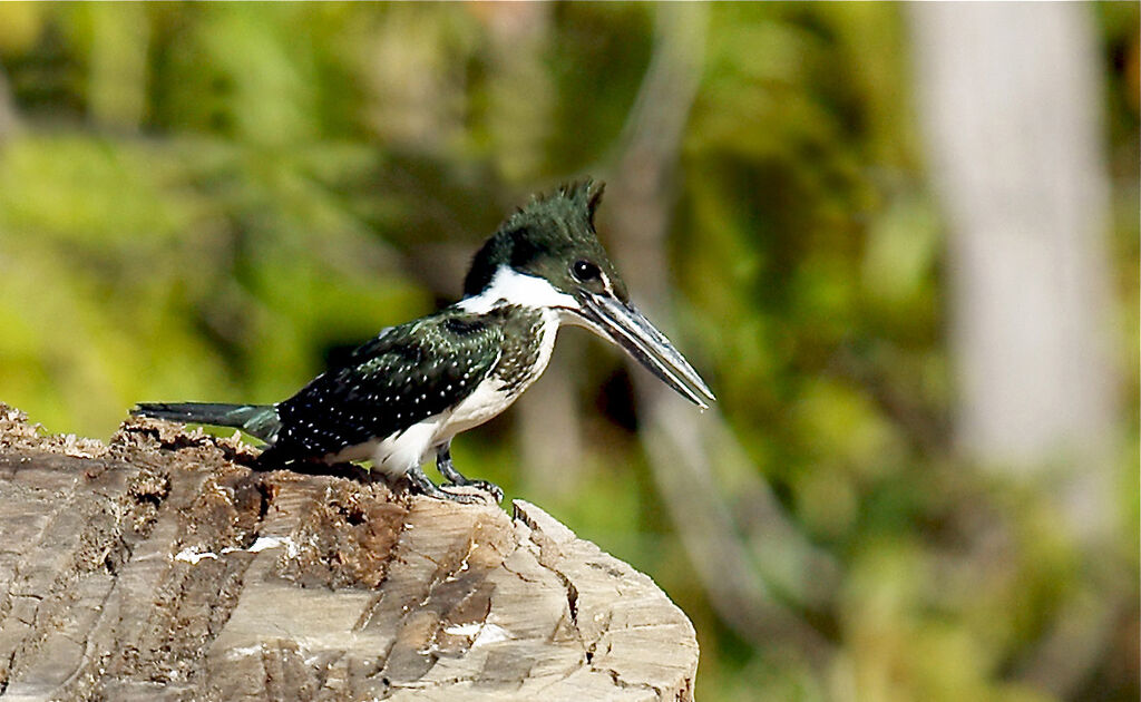 Amazon Kingfisher