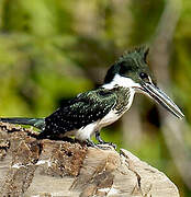 Amazon Kingfisher