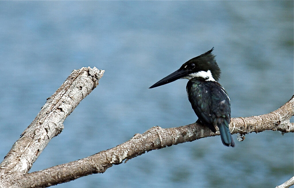 Martin-pêcheur d'Amazonie femelle