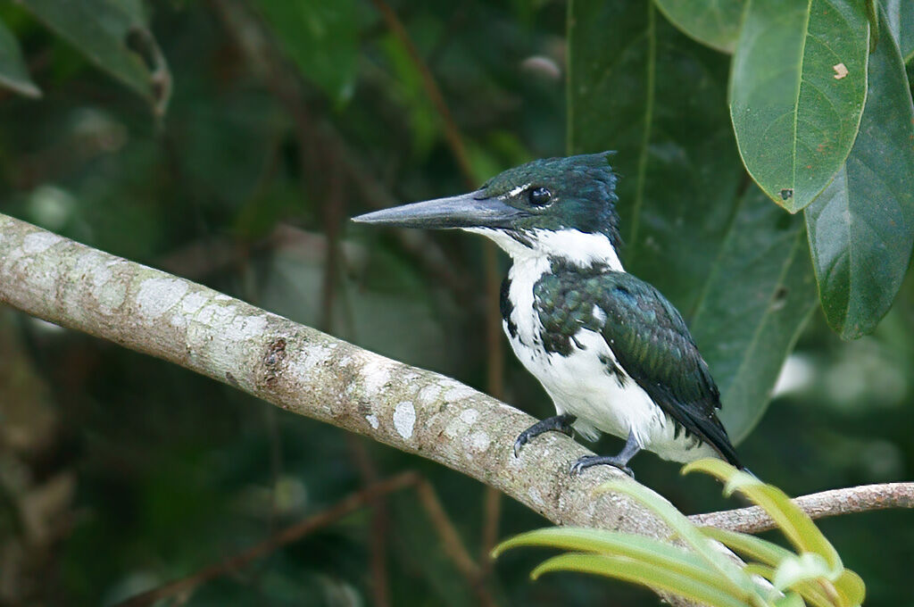 Martin-pêcheur d'Amazonie femelle adulte