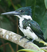 Amazon Kingfisher