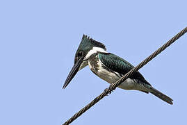 Amazon Kingfisher