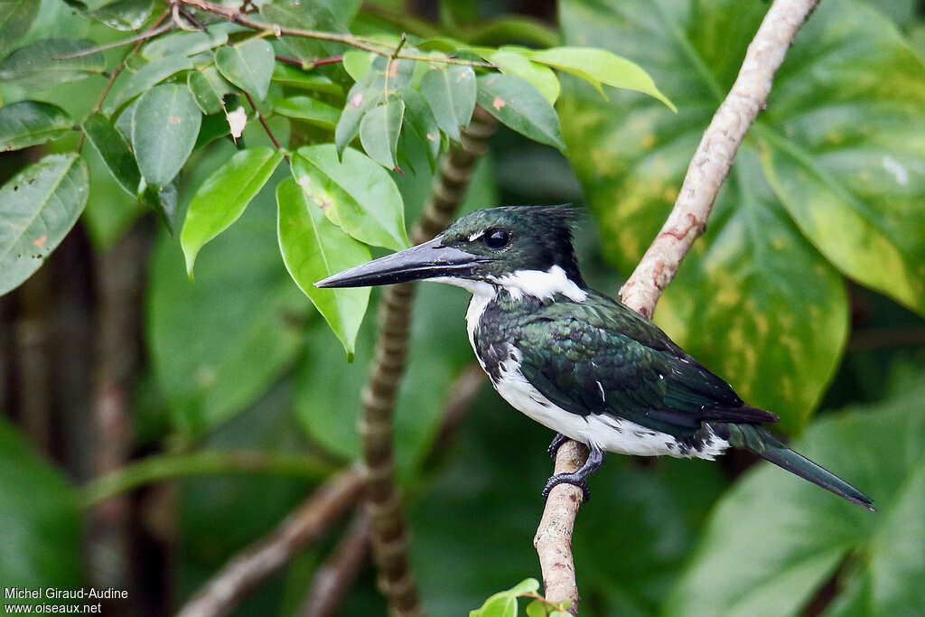 Martin-pêcheur d'Amazonie femelle adulte, identification